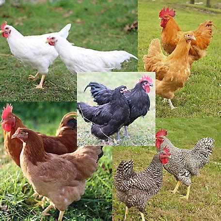 tsc chicken breeds